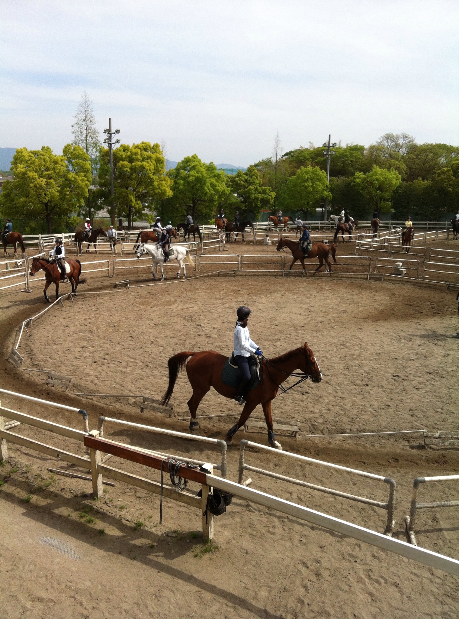 馬のストレスの明らかな兆候
